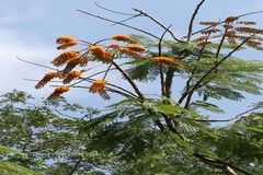 Colvillea racemosa